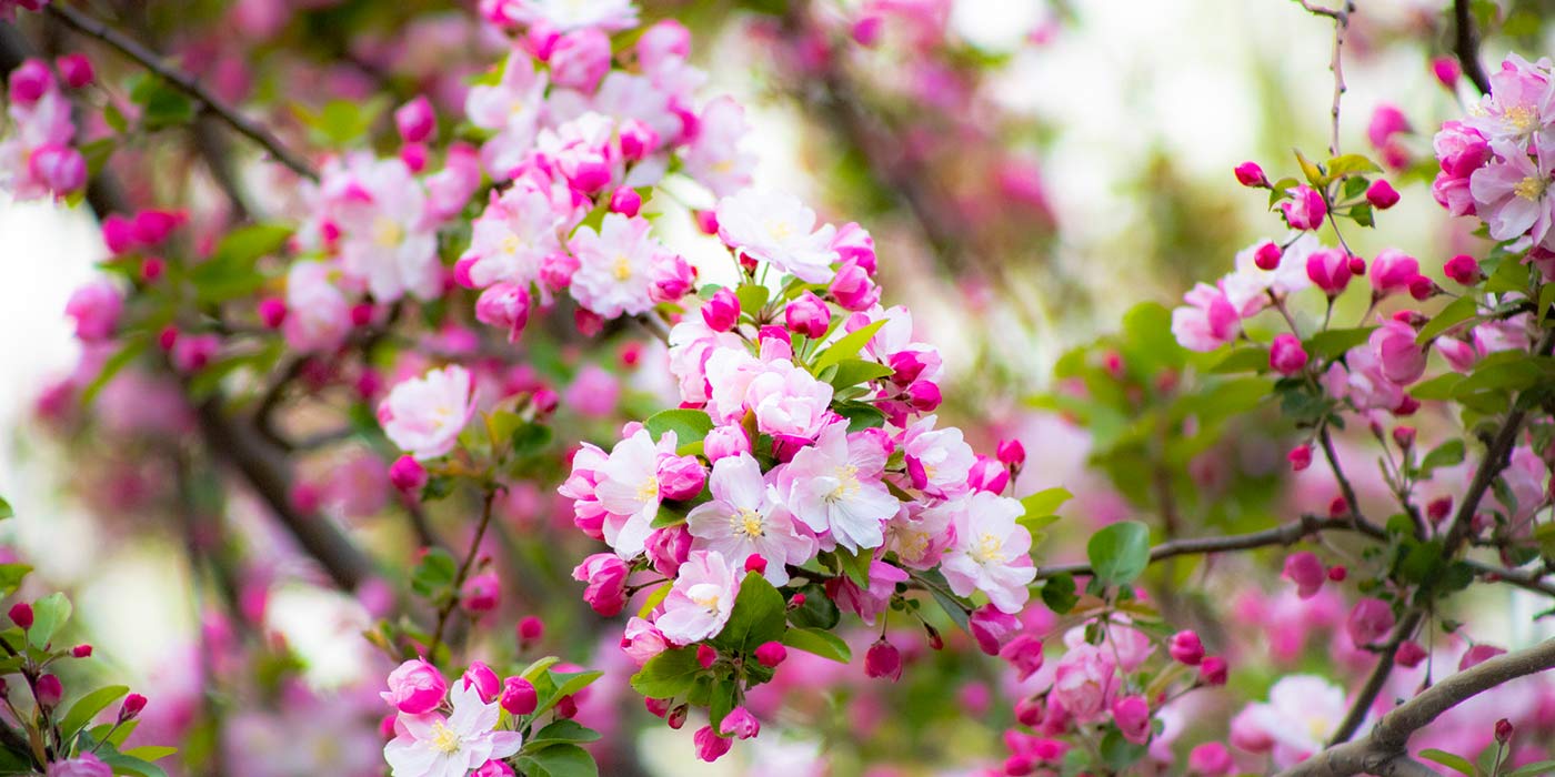 Multicolor birchapple flowers