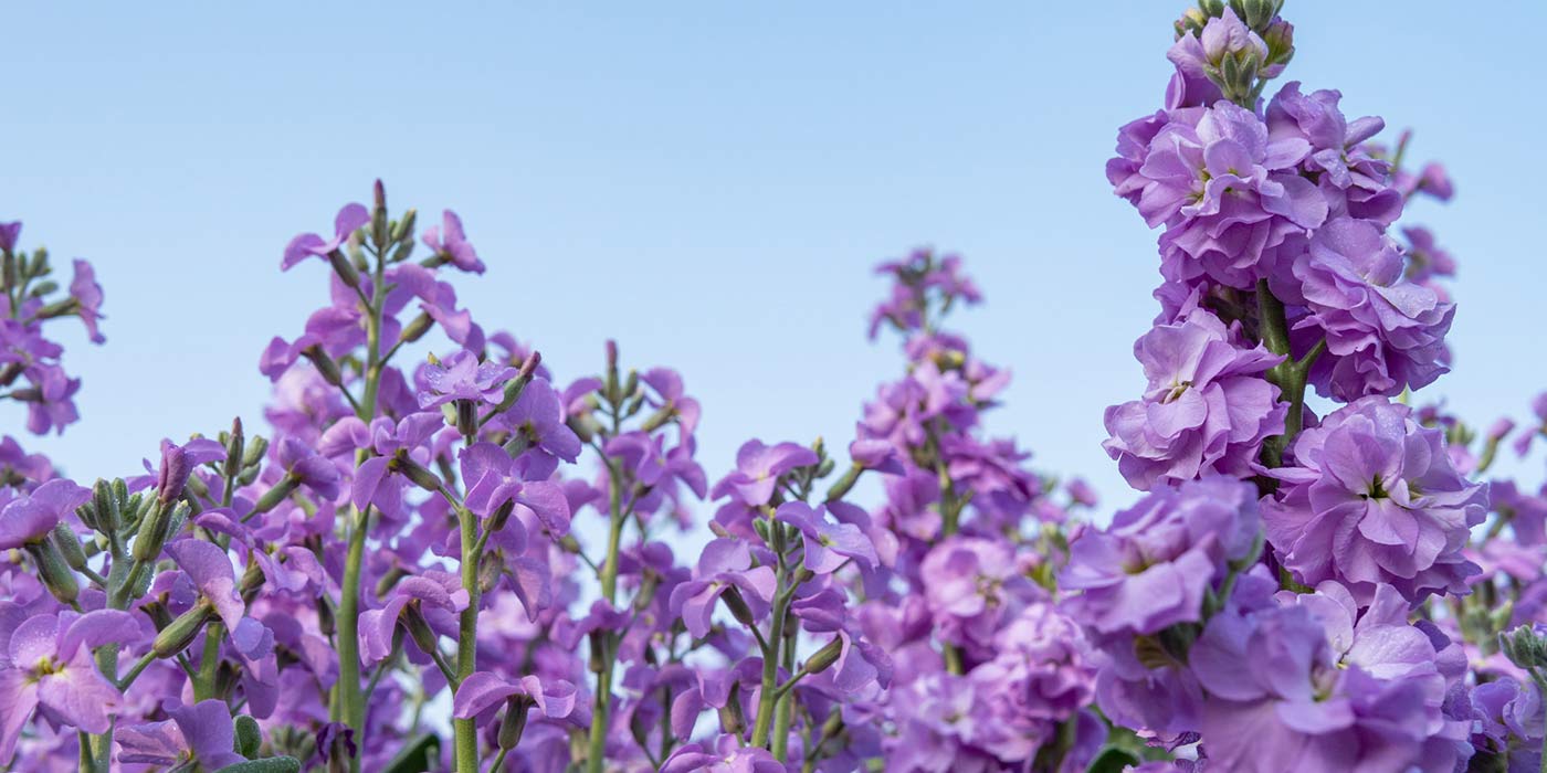 violet