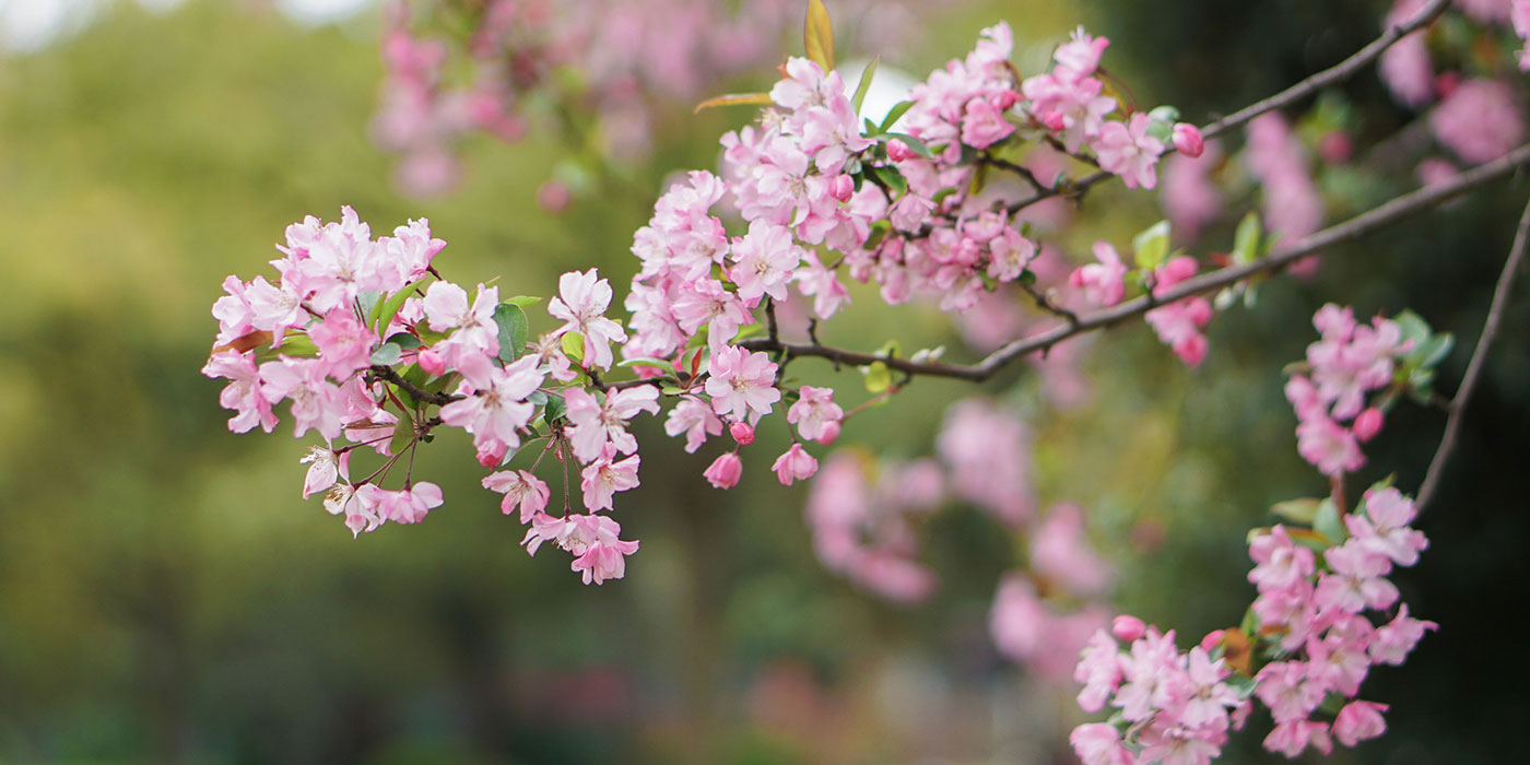 Chinese Flowering Crabapple