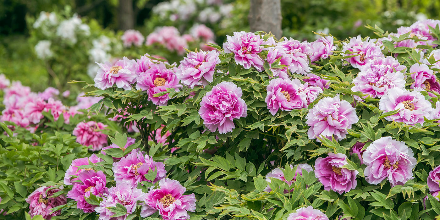 Peony 