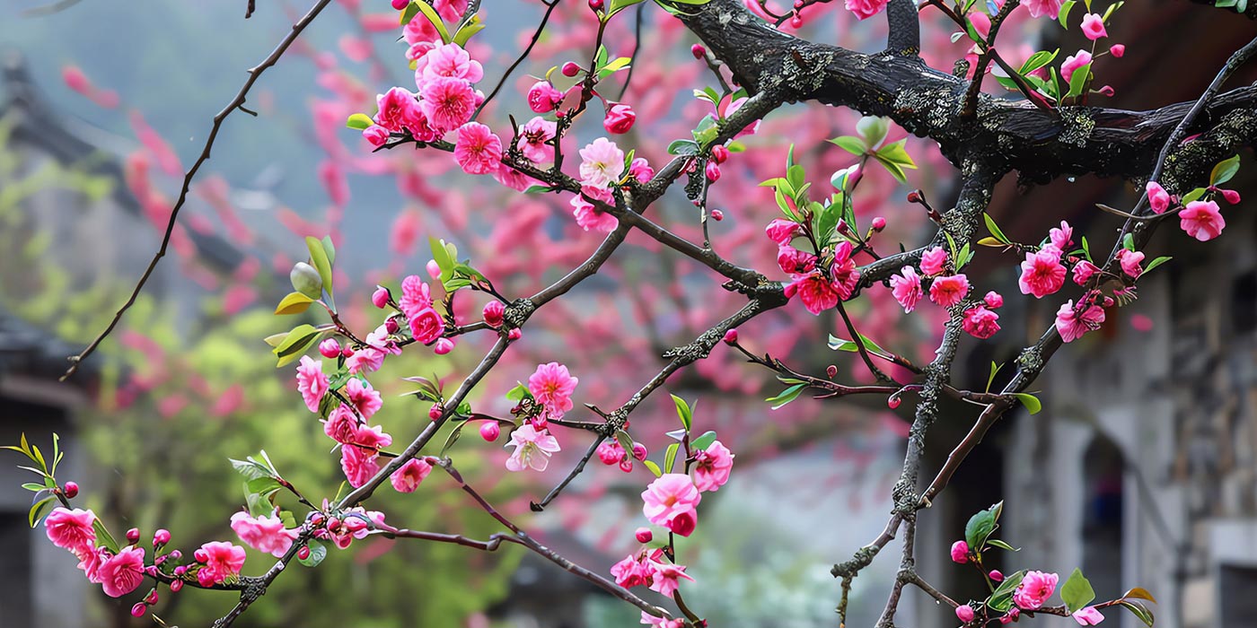 梅花 1