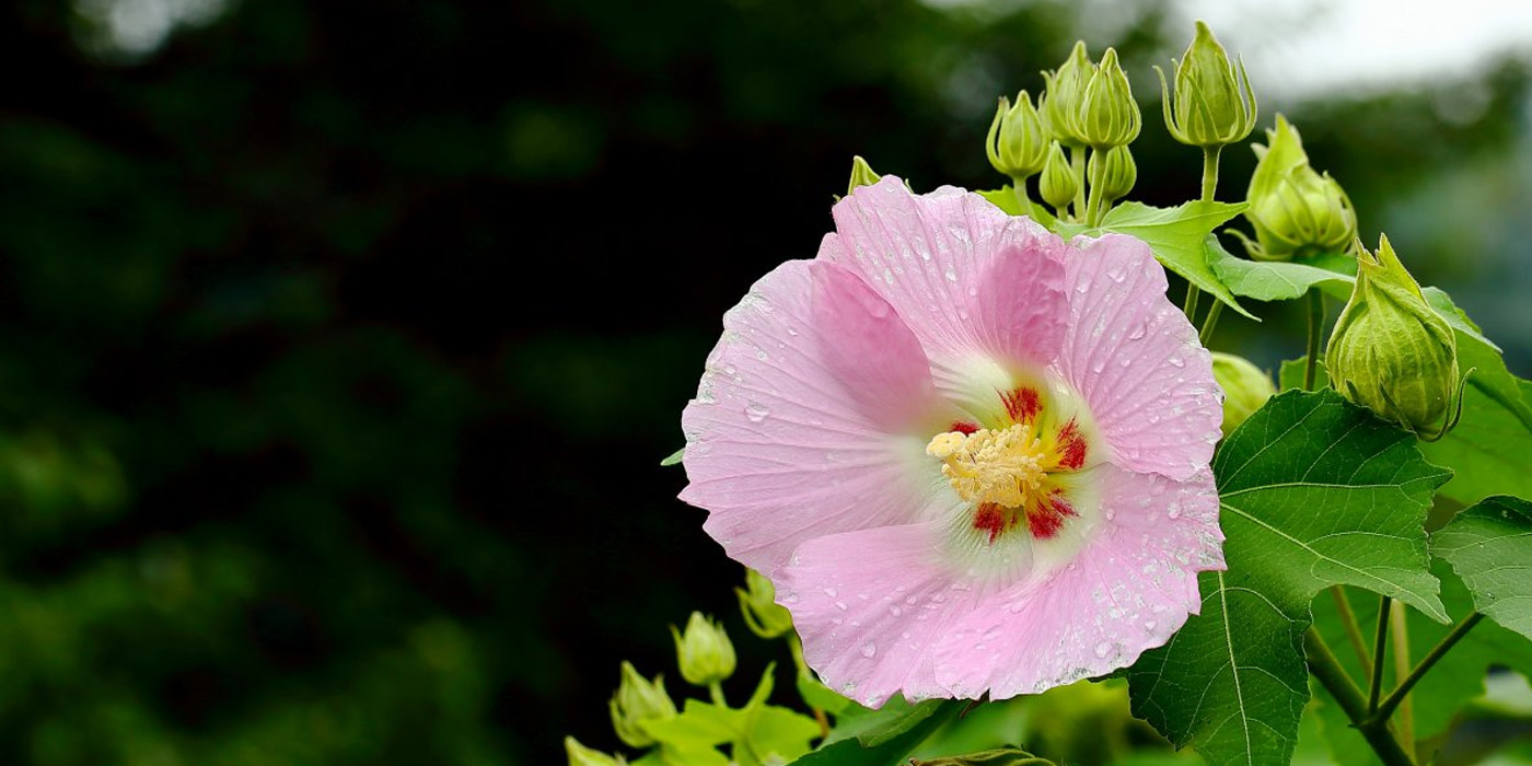 芙蓉花